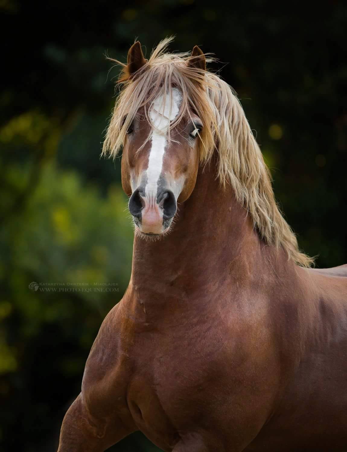 Welsh Cob Stallion, Menai Martino @Katarzyna Okrzesik-Mikolajek